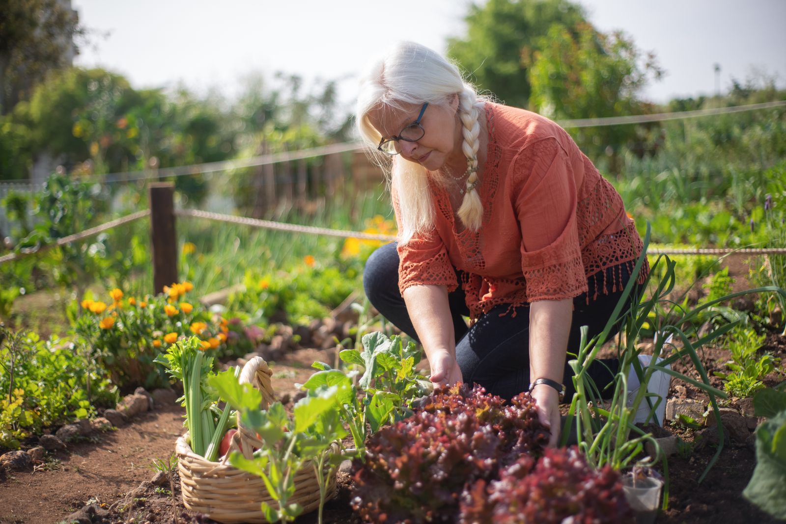Homme âgé dans son potager